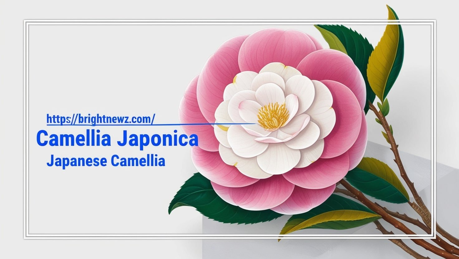 Is Camellia Japonica A Monocot Or Dicot